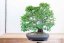 Carpinus orientalis no.3