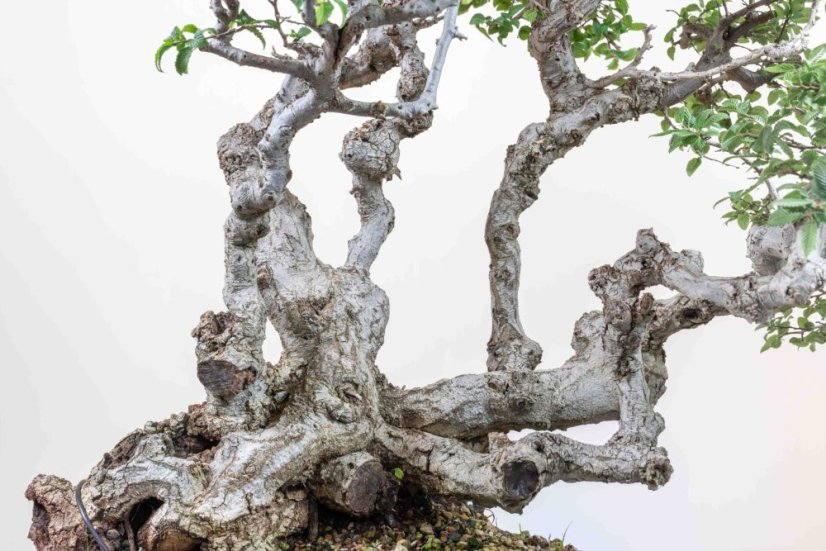 Carpinus orientalis no.4