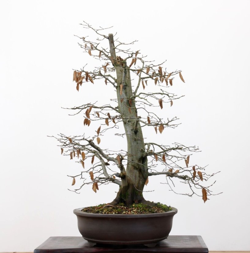 Carpinus betulus #13