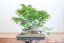 Carpinus orientalis no.5