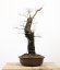Ulmus minor #01