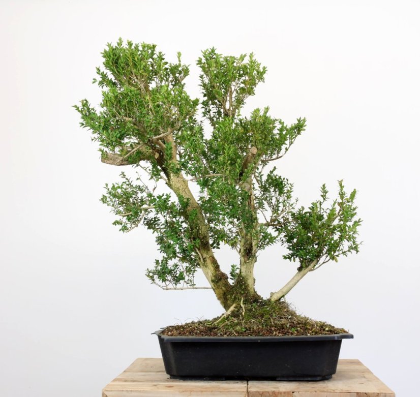 Buxus sempervirens #01