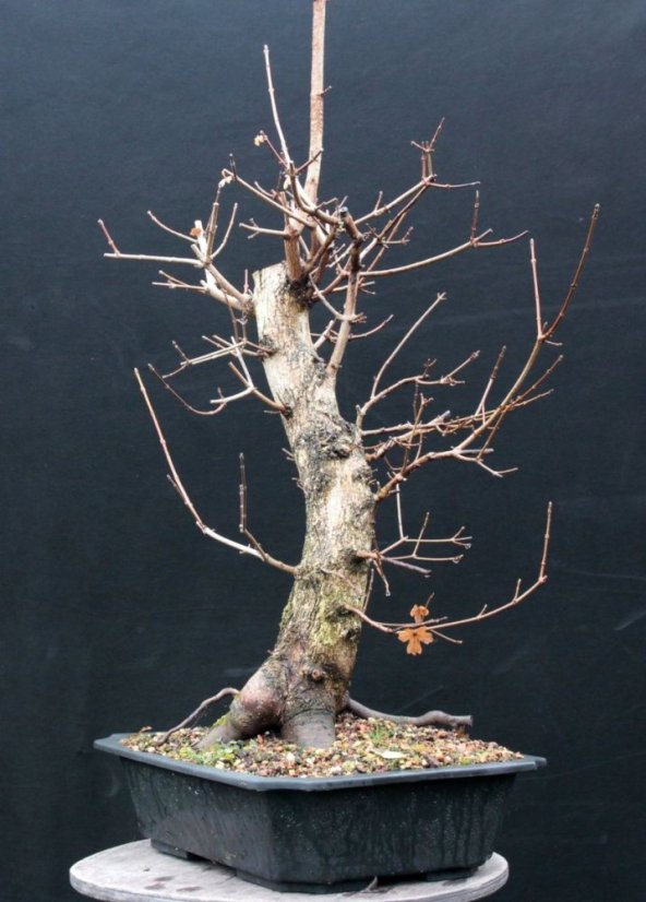Acer campestre #02
