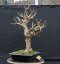 Acer campestre #07
