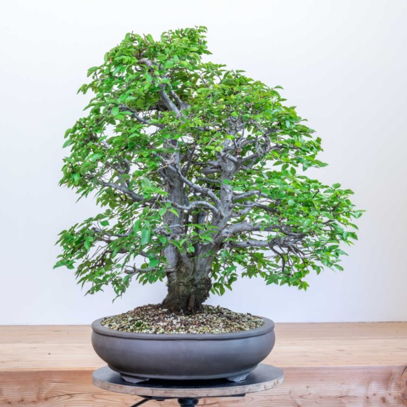 Carpinus orientalis no.3