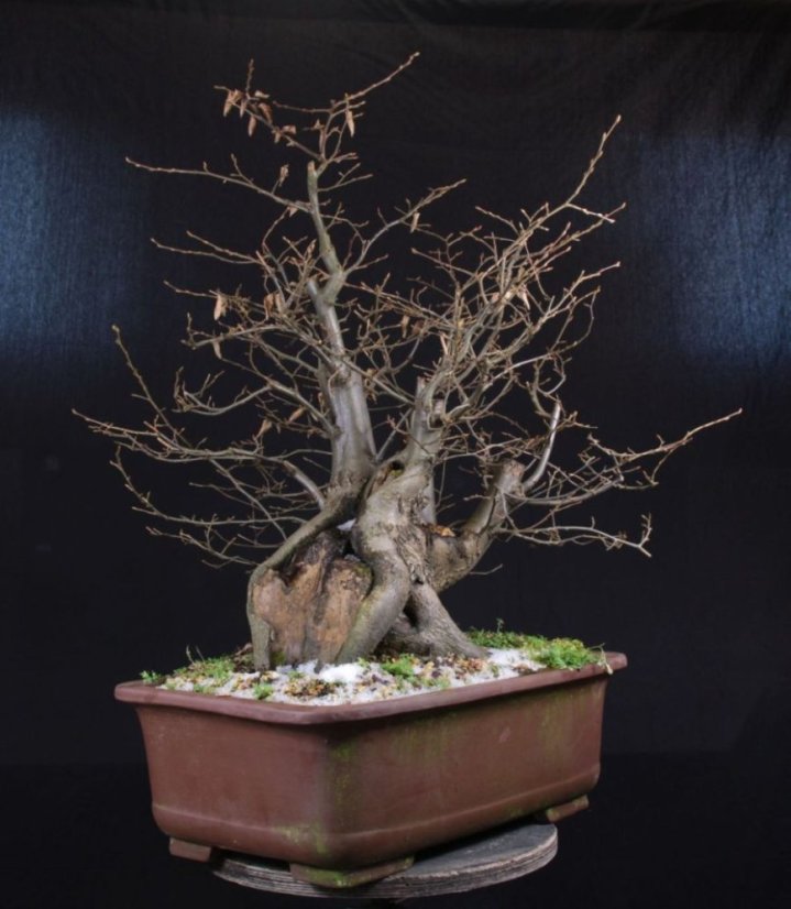 Carpinus betulus #03