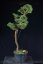 Pinus sylvestris Watereri NIW.19