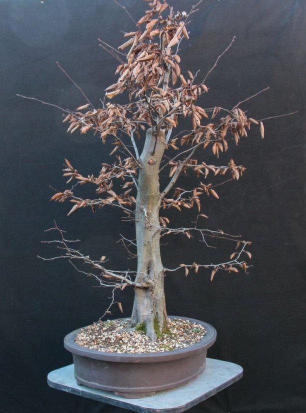 Carpinus betulus #06