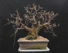 Prunus mahaleb #21