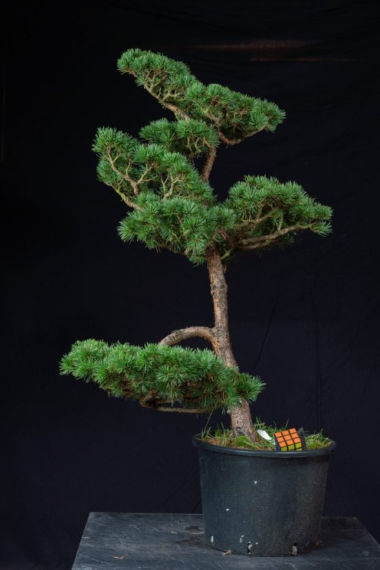 Pinus sylvestris Watereri NIW.3
