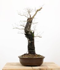 Ulmus minor #01