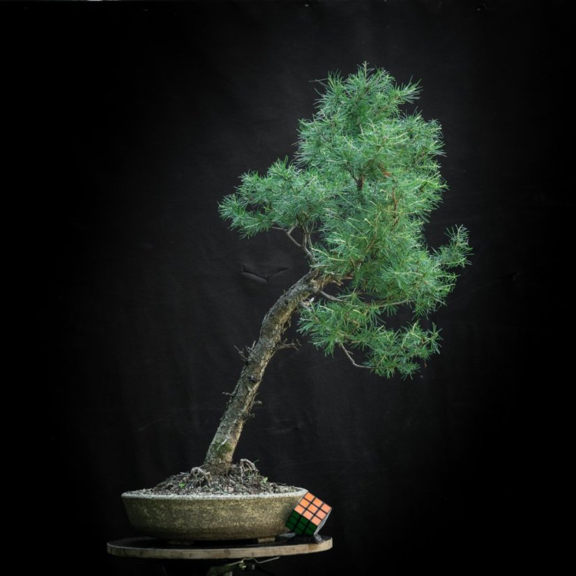 Larix decidua #09