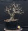 Carpinus betulus #09
