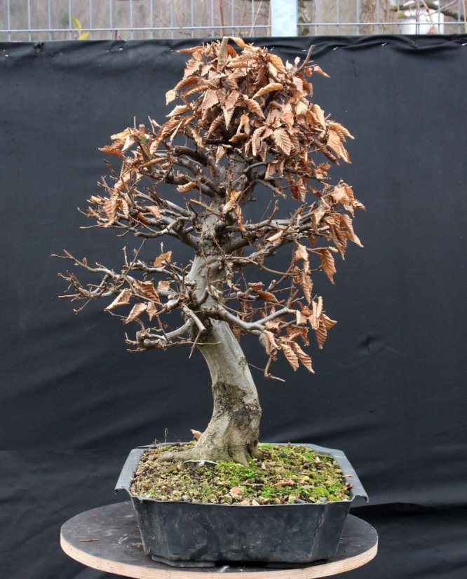 Carpinus betulus #11