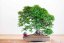 Carpinus orientalis no.2