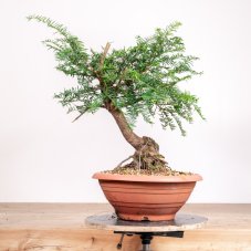 Taxus baccata no.21