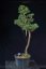 Pinus sylvestris Watereri NIW.19