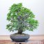 Carpinus orientalis no.3