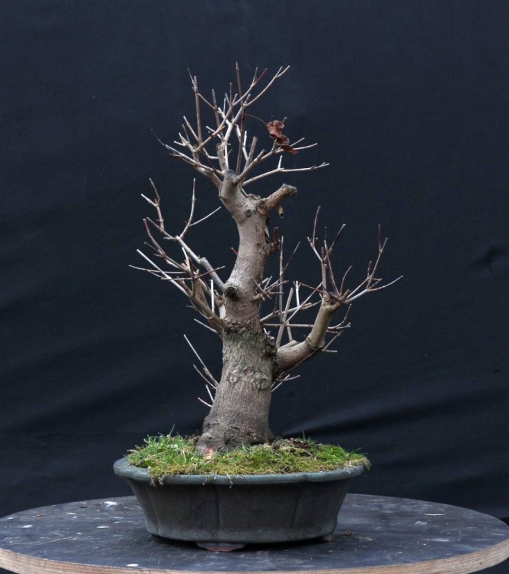 Acer tatar. ginnala #02