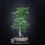 Tilia cordata Komsta #02