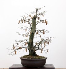 Carpinus betulus #13