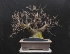 Prunus mahaleb #21