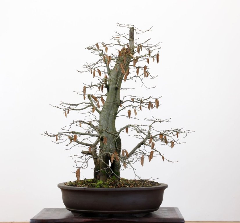Carpinus betulus #13