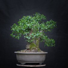 Prunus mahaleb #08