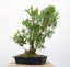 Buxus sempervirens #01