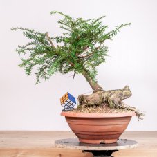 Taxus baccata no.21