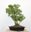 Buxus sempervirens #01