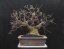 Prunus mahaleb #21