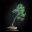 Larix decidua #09