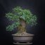 Prunus mahaleb #08