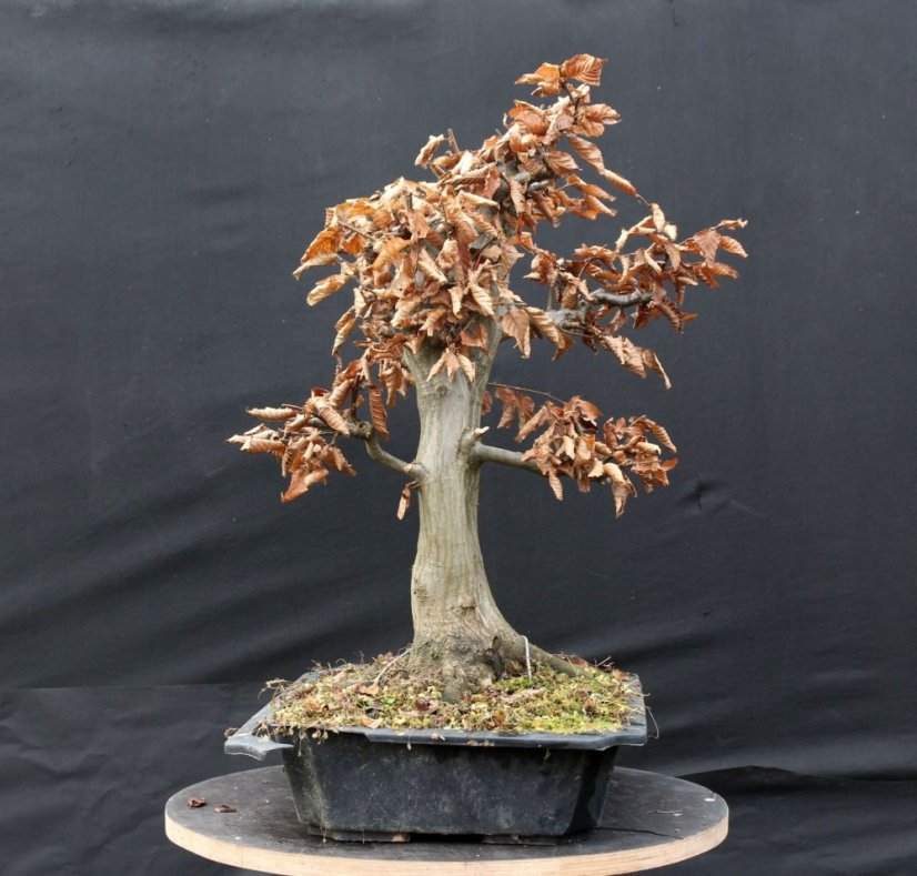 Carpinus betulus #01
