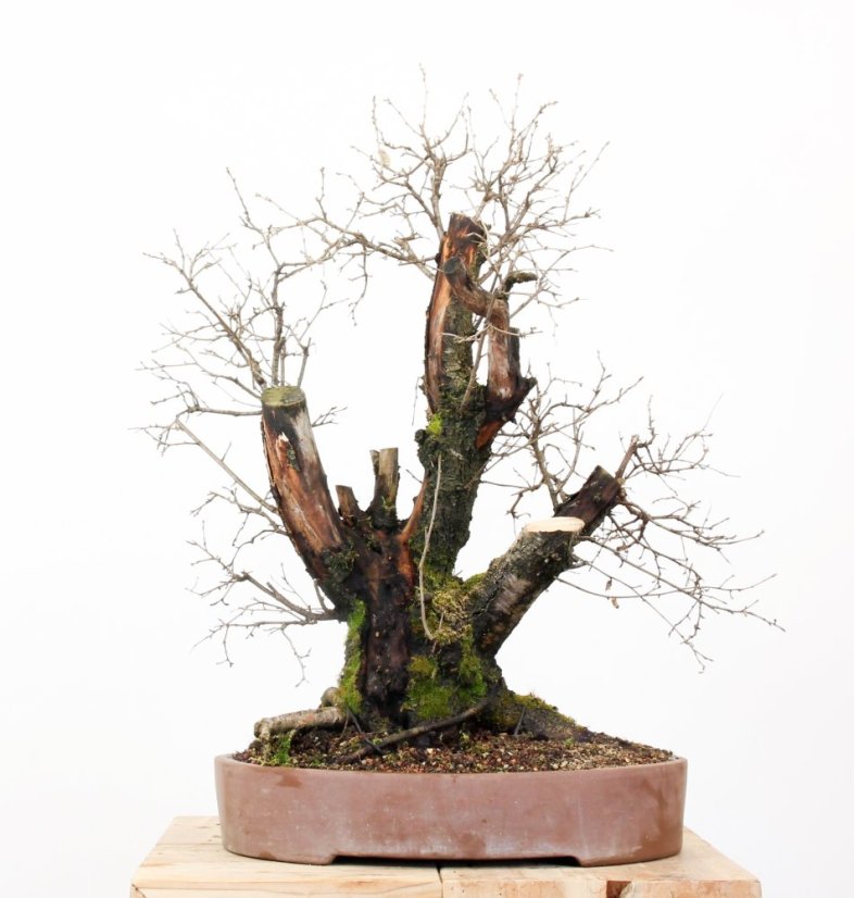 Prunus mahaleb #45