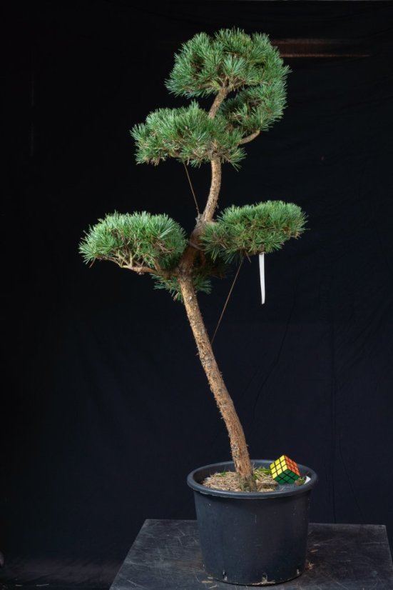 Pinus sylvestris Watereri NIW.16