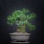 Prunus mahaleb #08