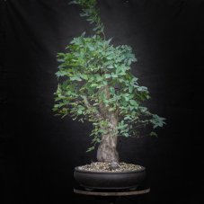 Ulmus glabra no.3