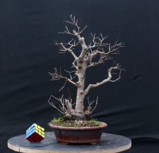 Acer tatar. ginnala #01