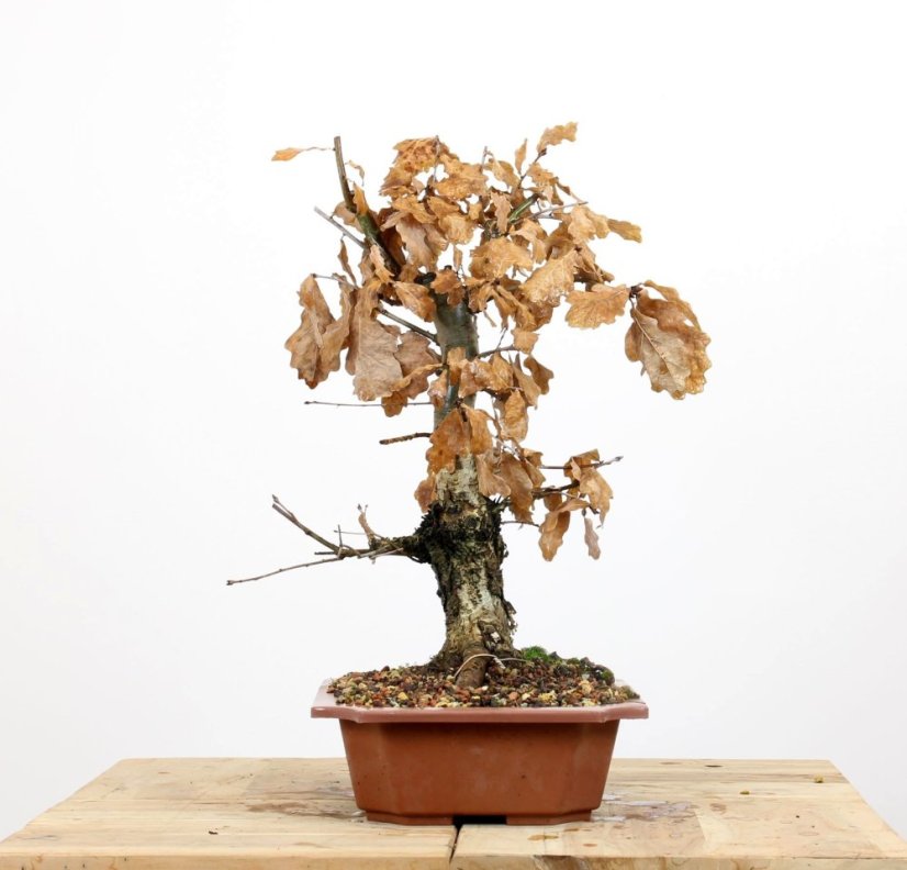 Quercus robur #01