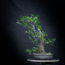 Prunus mahaleb #41