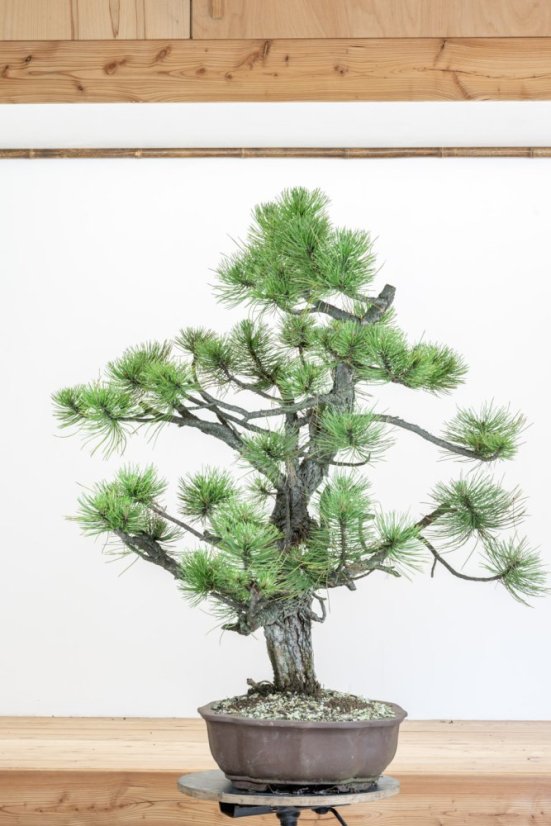 Pinus nigra#05