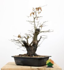 Carpinus betulus #12