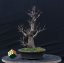 Acer tatar. ginnala #02