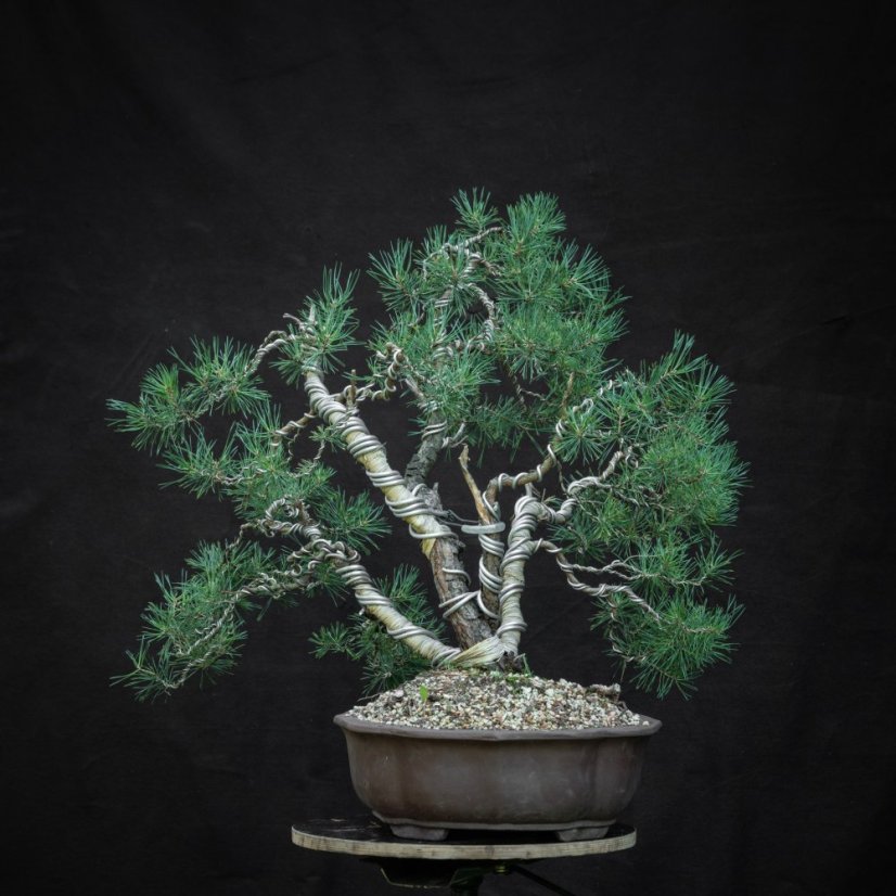 Pinus sylvestris #13
