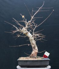 Acer campestre #03
