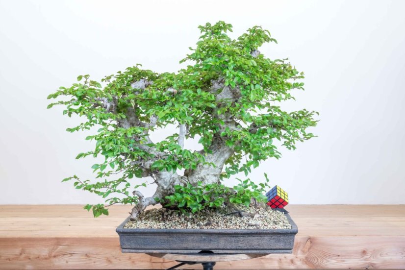 Carpinus orientalis no.5