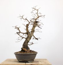Acer campestre #01