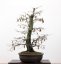 Carpinus betulus #13